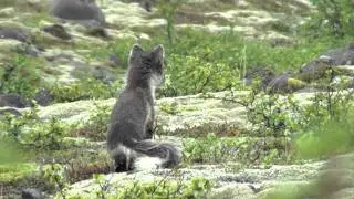 Arctic Foxes