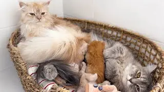 Dad Cat Helps Mom Cat Take Care of Baby Kittens