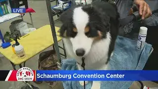 The glam squad in action at the Great American Dog Show