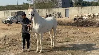 Horse covering procedure at tm farm Lahore