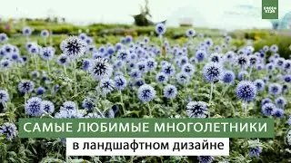 Любимые многолетники для современных цветников