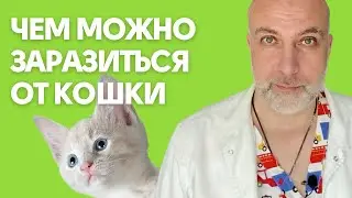 Фелиноз и Болезнь кошачьих царапин (Чем можно заразиться от кошки)