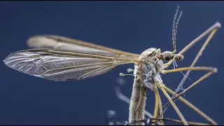 Crane Fly