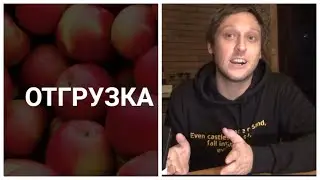 Оптовый бизнес: видео с отгрузки / Статистика по яблокам / Война грузчиков