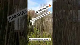 ЛАВАНДА/САМШИТ/РОЗМАРИН✅️ ДЕКОРАЦИЯ/ШЕЛКОВИЦА НА ШТАМБЕ❤️