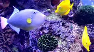 🌊 Stunning Aquarium Fishes: Beautiful Colorful Fish | Relaxing Underwater Video 🐠