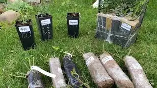 Вегетирующие кусты роз. Первой волны цветения Роз не будет.