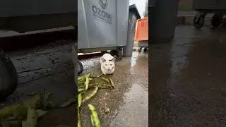 A stray cat waits next to the garbage can for someone to bring him food. 