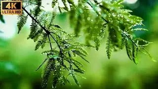 Nature raining video | nature 4k raining video | no sound video | stock blue 4k video