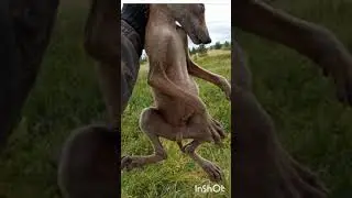 #ЧУПАКАБРА