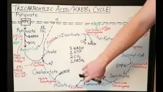 TCA / Krebs Cycle / Citric Acid Cycle - Basics for Beginners - Biochemistry Lesson