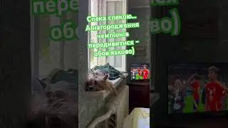 Коли +40 і 4 години без світла, єдина радість - прохолодне підвіконня! І фінал ЧЄ на повторі.