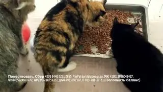 Новосибирск Приют для животных онлайн Novosibirsk animal Shelter online