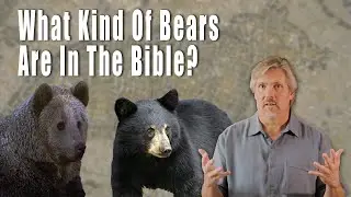 How do we know what kind of bears were in the Bible ?