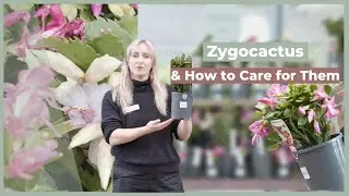 Zygocactus, A Cactus with Beautiful Flowers | The Greenery Garden & Home