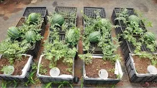 Growing watermelon at home is easy, Fruit is big and sweet