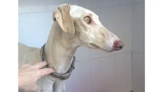 A dog with broken paws led veterinarians more than 3 kilometers to his puppies
