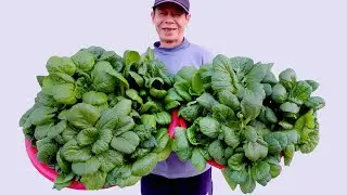 Amazing vegetable garden on the balcony, perfect hanging garden for small spaces