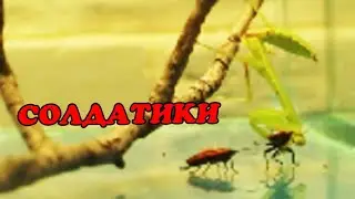 Солдатики дали бой богомолу Богдану. День 4