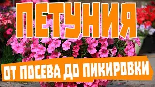 Петуния из семян: от посева до пикировки