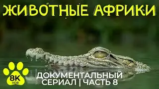 Дикая Африка – #8 | 8K HDR Документальный фильм о животных Национального парка Чобе + звуки природы
