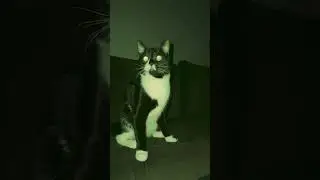 Котовечеринка 😁