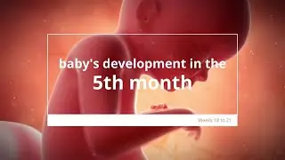 Babys Development in Month 5 of #Pregnancy | Fetal Growth & Development | 5 Months #Pregnant