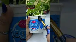 Yogurt pot recycling Idea 