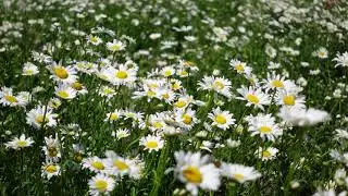 Slow Motion Wildflowers video footage.  Recorded at 120fps on the Sony ZV-1