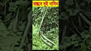 দুই নাগিনের নাচ