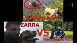 Кто круче Пит или Амстафф??? Вызов Александр и Роша и Пит.Zarra на 100 м.