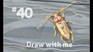 Draw Insects with Me