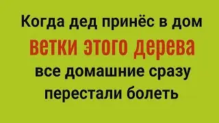 Из дома уйдёт порча, ругань и болезни! Принесите в дом ветки этого дерева