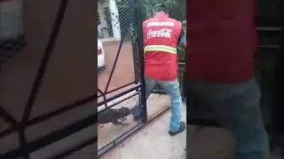 Loving Dog Refuses to Allow Man to Leave