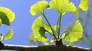 ¿Cuál es la diferencia entre PLANTAS VASCULARES y NO VASCULARES?