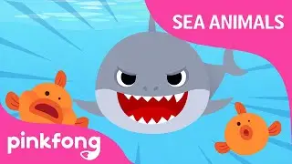 Doo doo doo Shark | Sea Animal Songs | Animal Songs | Pinkfong Songs for Children