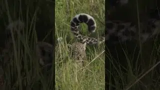 Cutest Leopard cubs 😍 #leopard #cubs #maasaimara #bigcats #bahati