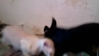 LOVE TOY TERRIER AND SPHINX