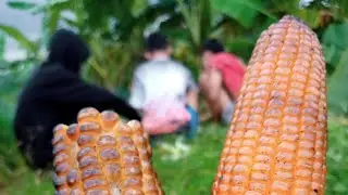 Si Boas petualang 😬 maling............ Jagung di kebun kakek#video #free #part ¹