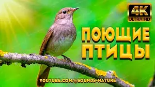 Поющие Птицы Это Источник Здоровья И Радости. Звуки Природы Подарят Вам Заряд Энергии.