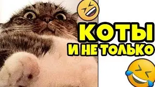 😁 Лютые Приколы ► 🐈 Еще Мемы Про Котов и Не Только (Смешные мемы. Угарные Приколы и Лучшие Мемы)