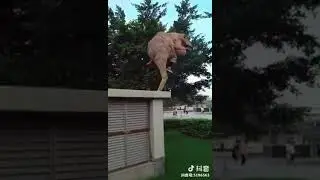 Надувной костюм динозавра T- Rex. Коричневий динозавр надувной костюм evse.net.ua