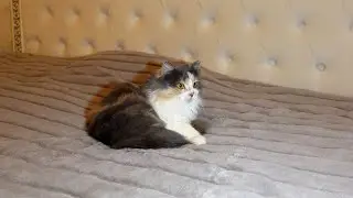 Очень интересное поведение дикой кошки с улицы. В новом доме.