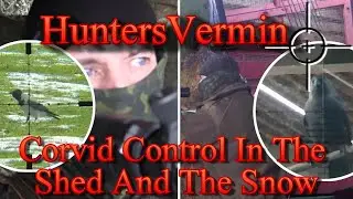 Air Rifle Hunting Corvid Control In The Shed And The Snow