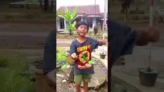 ADU LATO LATO WARNA VIRAL 