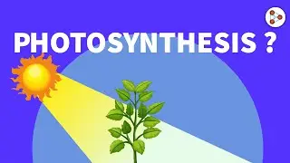 Photosynthesis | 