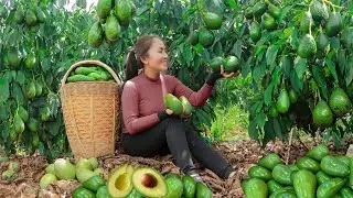 Survival Challenge in the avocado garden - Harvest and sell at the market