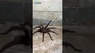 😱 WATCH OUT! Giant Tarantula prank scares cameraman dad