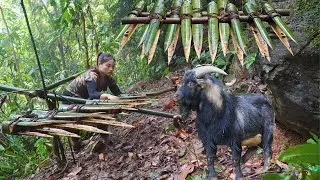 wild goat traces, traps to catch, survival skills, survival alone