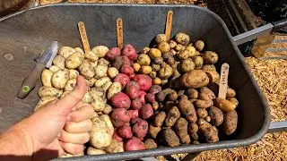 Potato Harvest and Mid April Garden Update at Deep South Texas